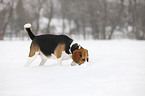 snuffling Beagle