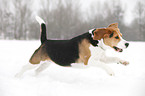 running Beagle