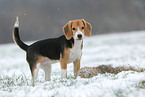 young Beagle