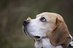 Beagle Portrait