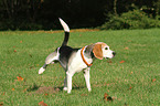 urinating Beagle