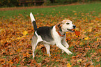 retrieving Beagle