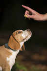 young Beagle