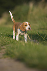 young Beagle