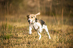 running Beagle