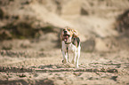 running Beagle