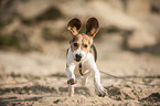 running Beagle