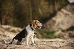 sitting Beagle