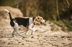 running Beagle