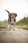 walking Beagle