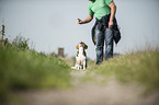 sitting Beagle