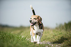 walking Beagle