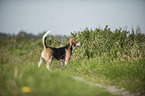 standing Beagle