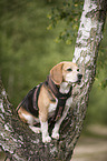 sitting Beagle