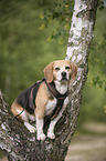 sitting Beagle