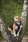 sitting Beagle