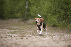 walking Beagle