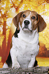 Beagle in autumn