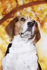 Beagle Portrait