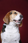 Beagle Portrait