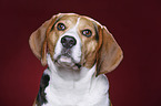 Beagle Portrait