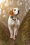 standing Beagle