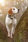 standing Beagle