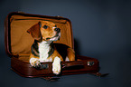 Beagle lies in the suitcase
