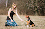 sitting Beagle
