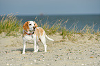 standing Beagle