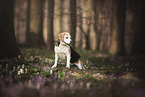 Beagle in the woods