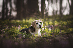 Beagle in the woods