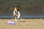 playing Beagle