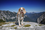 Beagle in the mountains