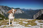 Beagle in the mountains