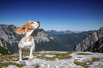 Beagle in the mountains