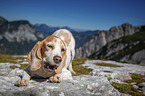 Beagle in the mountains