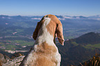 Beagle in the mountains