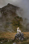 Beagle in the mountains