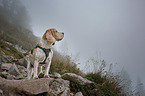 Beagle in the mountains