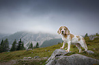 Beagle in the mountains