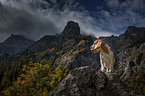Beagle in the mountains