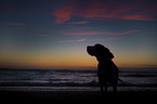 standing Beagle