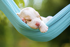 lying Beagle puppy