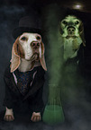 Beagle in costume