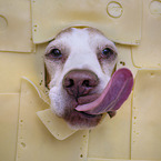 Beagle with food