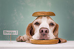 Beagle with food