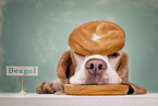 Beagle with food
