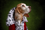 Beagle in costume