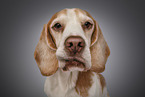 Beagle portrait